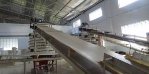 Cotton Conveyor Belt