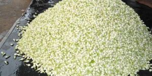 Fresh Jasmine Flowers