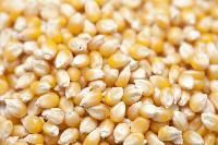 Hybrid Maize Seeds