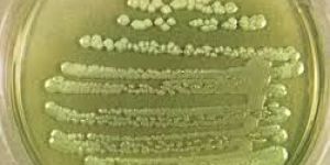 Phosphate Solubilising Bacteria