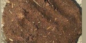Cow Dung