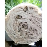 Plant Growth Stimulant