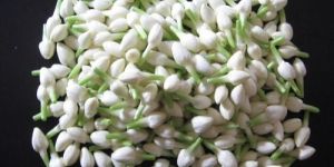 Jasmine Flowers