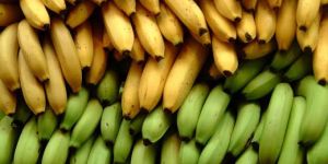 Fresh Bananas