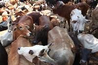 Animal Husbandry