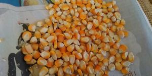 Yellow Maize Seeds