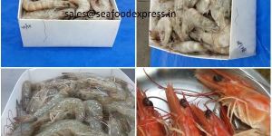 Vannamei shrimp / prawn