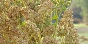 Raw Quinoa Seeds