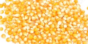 Yellow Maize Seeds