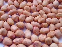 Bold Groundnut Kernels