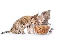 Cat Food
