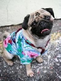 Dog Summer Shirt