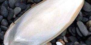 Cuttlefish Bone
