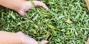 Dried Stevia Leaves
