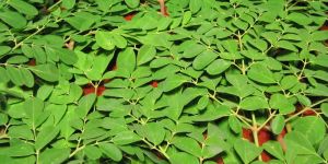 Moringa Leaves
