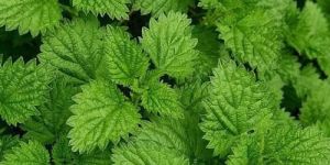 Fresh Menthol Leaves