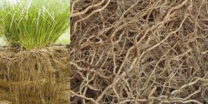 Vetiver Roots