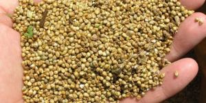 Pearl Millet Seeds