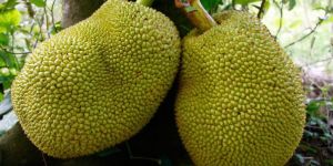 Fresh Jackfruit