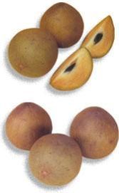 Chikoo Fruit