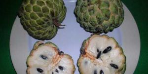 Fresh Custard Apple