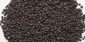 Black Mustard Seeds