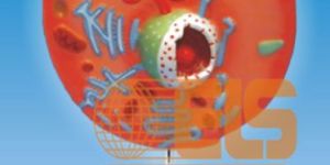 Animal Cell Model