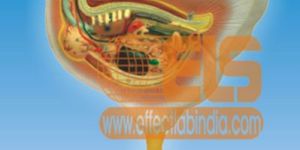 Chicken Dissection Model