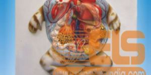 Frog Dissection Model