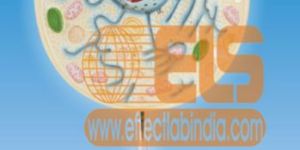 Plant Cell Structure