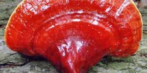 Ganoderma Mushroom