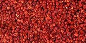 Gloriosa Superba Seeds