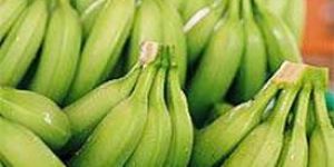 Green Plantain