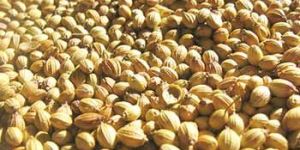 Coriander Seeds