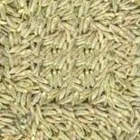 Cumin Seeds