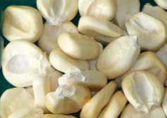 Maize Seeds