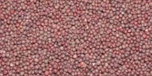 Mustard Seeds