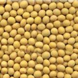 Soybean Seeds