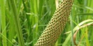Calamus Oil