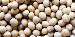 Organic Soybean Seeds