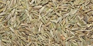 Cumin Seed