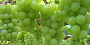 Fresh Grapes