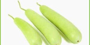 Fresh Bottle Gourd