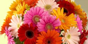Fresh Gerbera Flowers