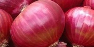 Red Onion