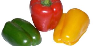 Fresh Capsicum