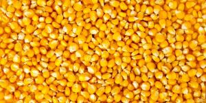 Yellow Corn Seeds