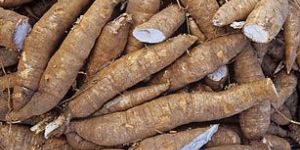 Cassava