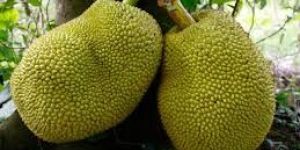 Jack Fruit