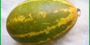 KERALA CUCUMBER